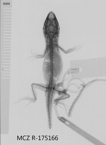Media type: image;   Herpetology R-175166 Aspect: dorsoventral x-ray